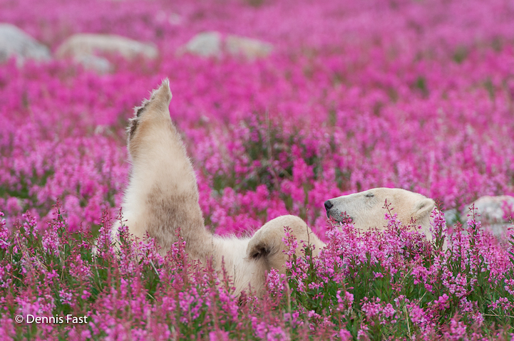 белые медведи среди цветочного поля 