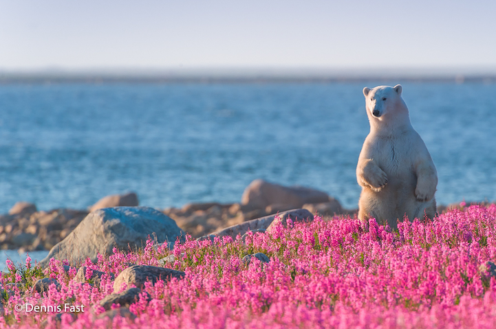 белые медведи среди цветочного поля 