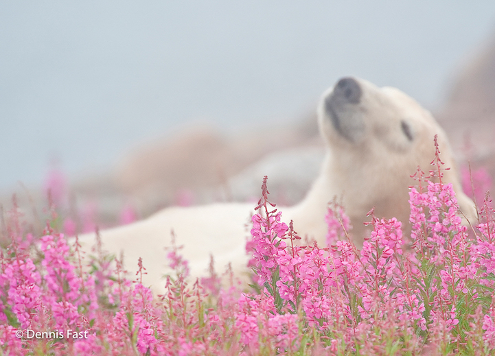 Белые медведи посреди цветочного поля 