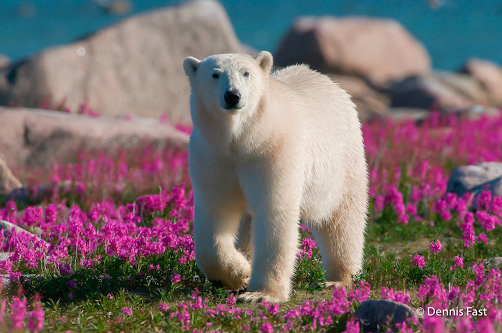 Белые медведи среди цветочного поля 
