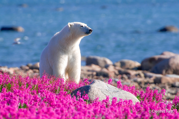 Белые медведи среди цветочного поля