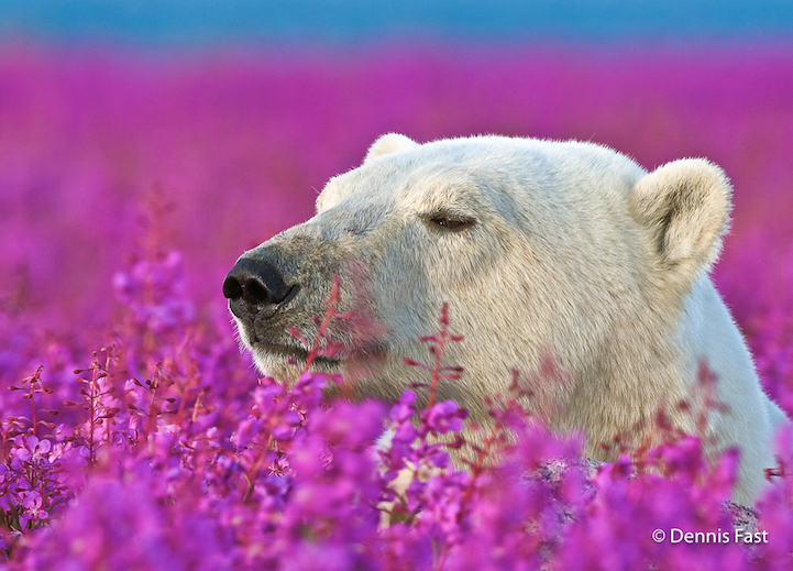 Белые медведи среди цветочного поля 