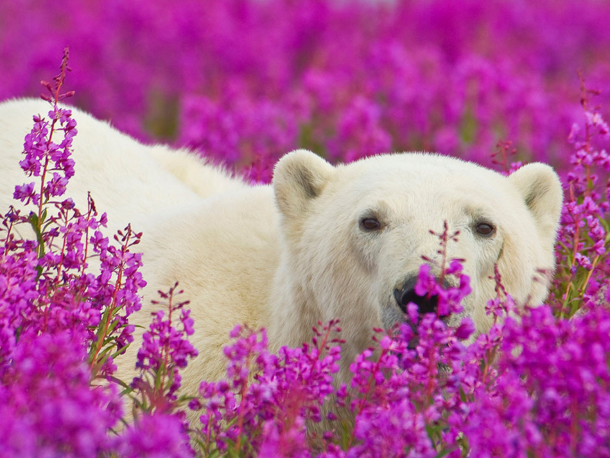Белые медведи 