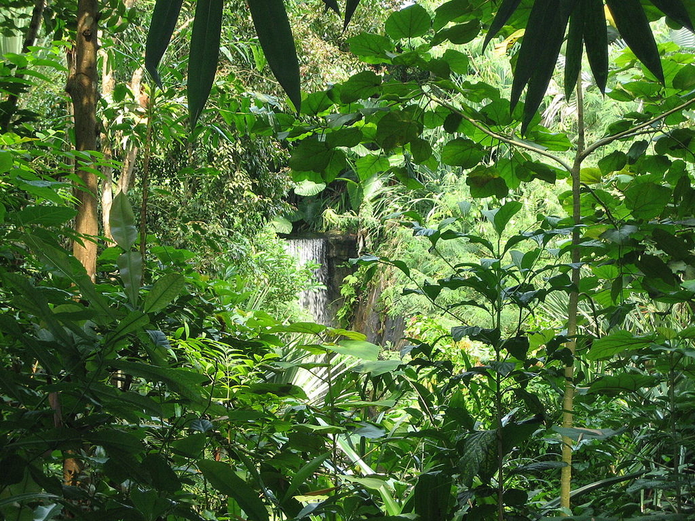 тропические леса 