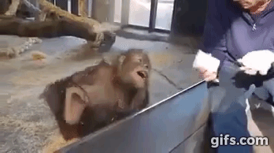 monkey laugh