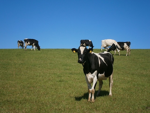 определение болезни коровы по поведению 