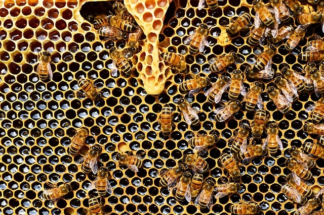 защита пчел от клещей 