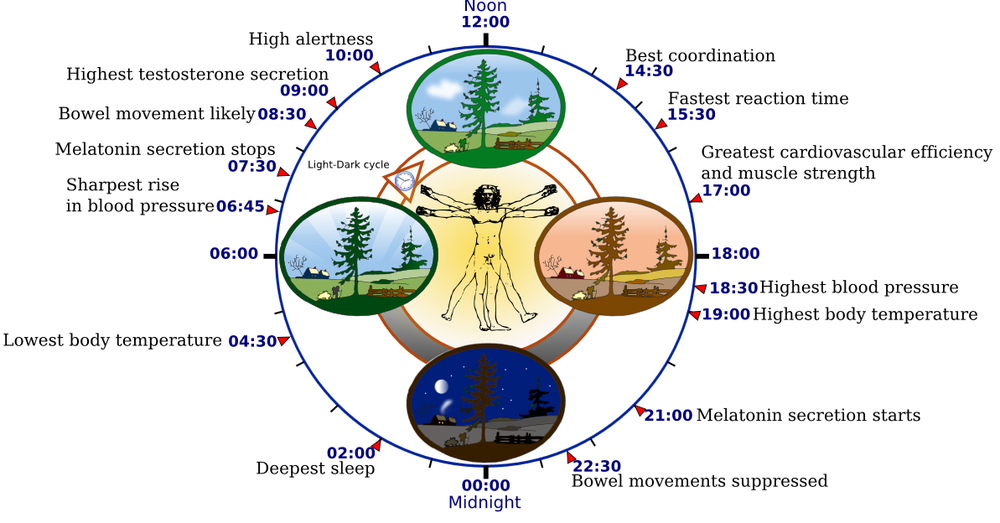 біологічний годинник людини