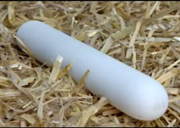Лайфхак из Дании: как получить необычные длинные куриные яйца