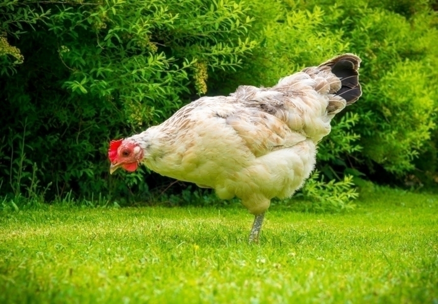 Куриные тайны: 5 вещей, которых вы не знали про этих домашних птиц