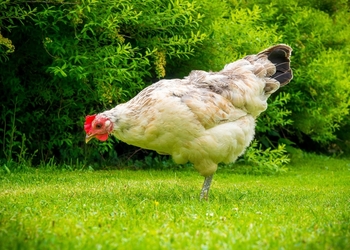 Куриные тайны: 5 вещей, которых вы не знали про этих домашних птиц