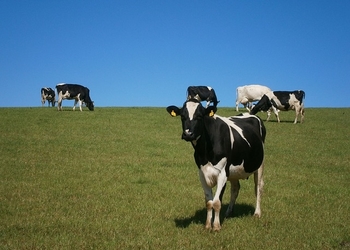 Корова вызовет себе доктора через Twitter. 3 крутых способа применить сенсоры в сельском хозяйстве