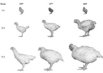 Птица на прилавке: жертва гормонов или чудо селекции?