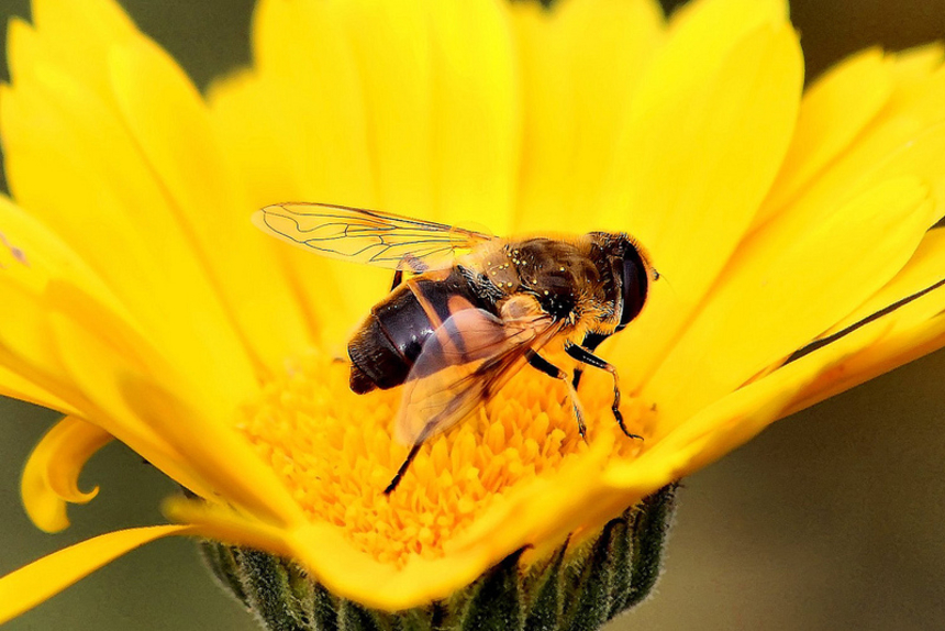 3 великих украинских открытия в области пчеловодства