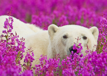 Поразительные фото белых медведей среди цветочного поля, от которых захватывает дух